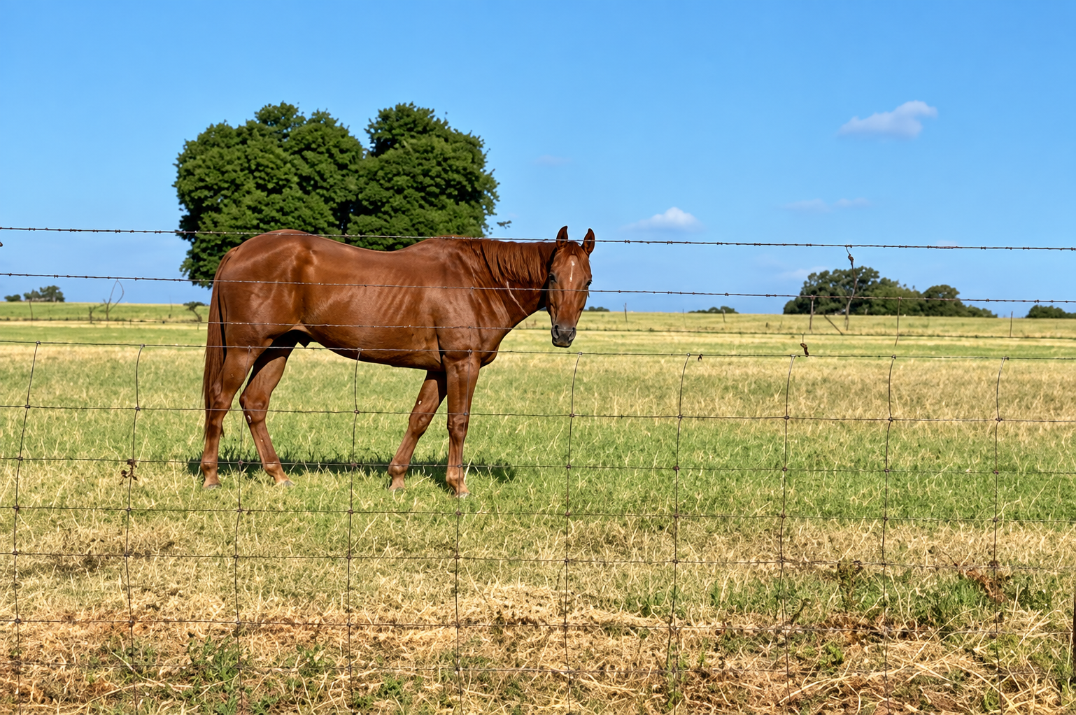 A brown horse in a pasture at The Oaks at May